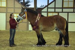 Siegerhengst Arvid v. Archimedes - Foto: Peter Tendler