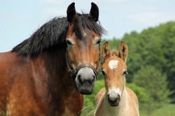 Kaltblutstute Ronja und Hengstfohlen Egon freuen sich auf das Championat in Brück - Foto: Schöning