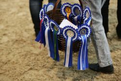 AFP’s Jumping Trophy CSI** im November in Neustadt (Dosse)