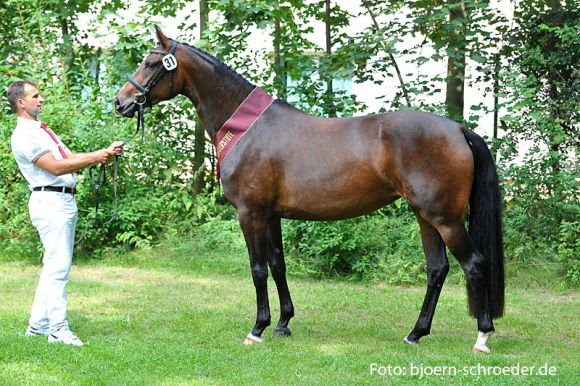 Tramina von Palmares - Lancer III siegte bei den springbetonten Stuten - Foto: Schroeder