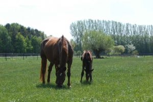 PferdeMaps-Eintrag mit erweiterten Informationen